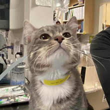 grey tabby cat looking up