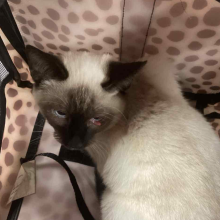 kitten in cheetah print carrier with eye injury