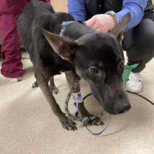 black dog, large with pointy ears