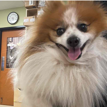 tan and white Pomeranian smiling
