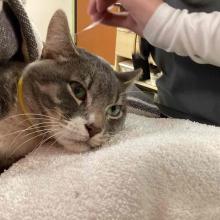 short haired grey tabby and white cat laying on a blanket