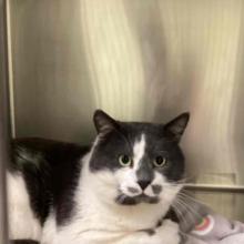 A large, round-featured, black and white male domestic shorthair with black on the top half of his face and white on the bottom half. White mark noted on center of forehead and black mark noted under chin.