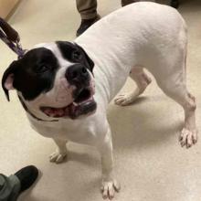 Female, black and white, pit bull and boxer mixed breed dog, who is primarily white, with black markings around her eyes, mouth, nose, and back of neck.