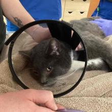 Grey and white domestic shorthair 