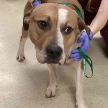  Adult Male Intact Tan & White American Pit Bull Terrier Mix