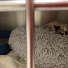 photo of cream/gray kitten in fluffy bed