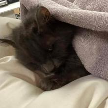  A grey/brown cat with medium length fur in a blanket