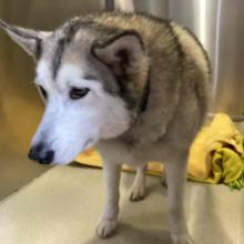 Large gray/light gray husky with all white face