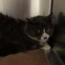 Grey long hair cat with white front paws and white on muzzle sitting on a burnt orange blanket