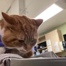 orange tabby male cat 2 years old photo