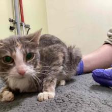 gray tortie DSH female 9 months CAT