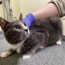 gray calico DSH female cat