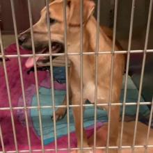 Tan dog with black nose standing on multicolored towels in kennel run