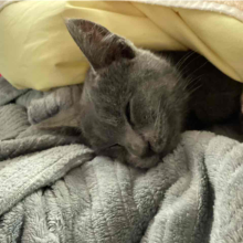 Grey cat sleeping on a green blanket and wrapped in a yellow blanket