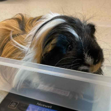 Guinea pig in a Tupperware on a scale
