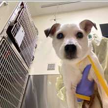 ADULT WHITE MN TERRIER MIX