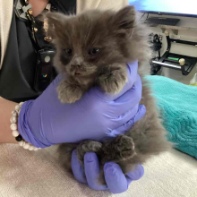 fluffy grey kitten being help by medical team member