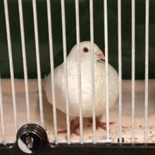 Pigeon in kennel