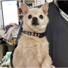 Cream Chihuahua with black collar