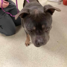 Young Brown Female Pitbull