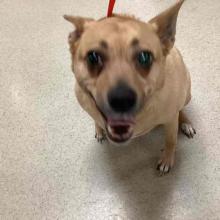 Tan dog with pointy ears dark nose and dark spots above eyes