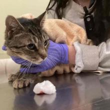 Medium size tabby cat with dark fur on head