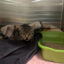 Small tabby cat with a bloody nose. Wrapped in a gray towel, looking at the camera with his big yellow eyes