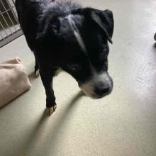 Medium sized black and white dog with mostly black face and a white nose with a white strip on top of head. 