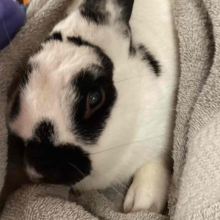 A white, male rabbit with black spots around their eyes, nose and ears