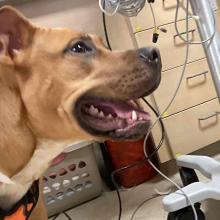 found dog 1 year old brown female pit bull mix photo