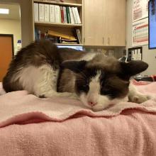 black and white older male cat photo