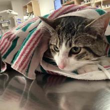 young white and tabby male domestic shorthair cat