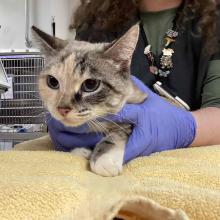 Small female cat with white and grey face and blue eyes. Half of face is predominantly gray.