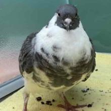Gray and white fancy pigeon standing on yellow flooring 