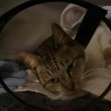 Close up of face of tabby cat wearing cone wrapped in a white towel