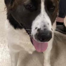White dog with brown left and right side of head sitting on floor