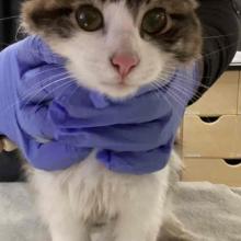 Tabby cat with white muzzle and white chest and legs being held by blue gloved hands on white towel