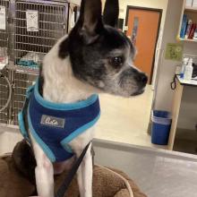 A black and white boston terrier wearing a blue harness