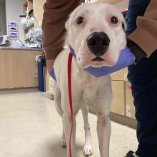 dog standing by a med staff member