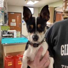 A black and white chihuahua mix with small amounts of brown fur