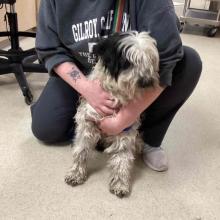 A fluffy black and white freckled dog with black ears 