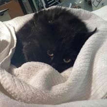 Black, male, domestic longhair cat with yellow eyes and no distinct markings.