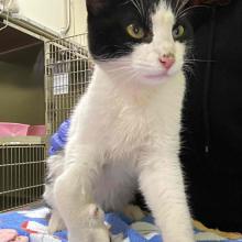 A mostly white cat with black around his eyes and ears