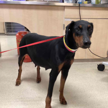 A black and brown female doberman pinscher