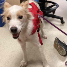 Found Adult Female Intact Tan & White Collie Mix - MGD17309