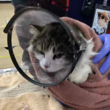 White and tabby female cat, Aprox 5 years old 