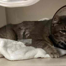 FOUND CAT: Adult Male Intact Smoke Gray Cat - MGD17308