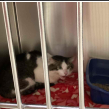  YOUNG ADULT MALE TABBY DSH CAT