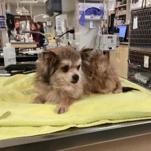 ADULT MALE BROWN POMERANIAN