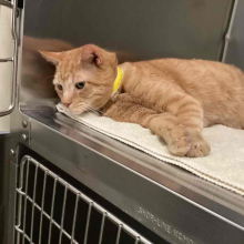 Cat laying on a towel inside a kennel